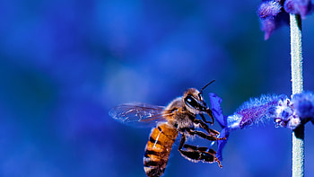 Bee , Flower motif, backgrounds, Posted by Ethan Peltier HD wallpaper