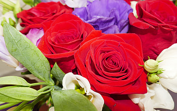 Roses, rose, color, beauty, flower HD wallpaper