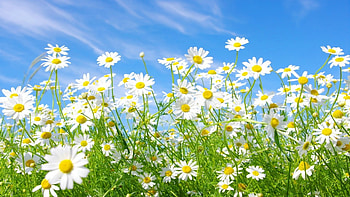 Plants, Grass, Sky, Camomile HD wallpaper
