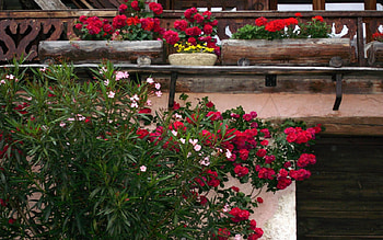 Des fleurs partout, nature, flowers HD wallpaper