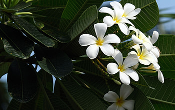 Plumeria, plant, flowers, white HD wallpaper