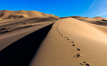 Desert, camel's footprint, sand HD wallpaper