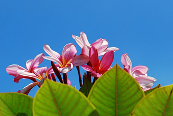 Plumeria against blue sky, blue, island, plumeria, frangipani, hawaii, tropical, exotic, paradise, gardens, hawaiian, flowers, sky, sun HD wallpaper