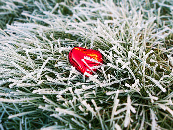 Grass, Love, Hoarfrost, Frost, Heart HD wallpaper