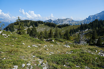 Landscape, Nature, Trees, Grass, Mountains, Fir-Trees HD wallpaper