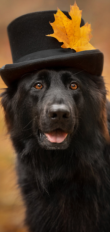 Animal, german shepherd HD phone wallpaper