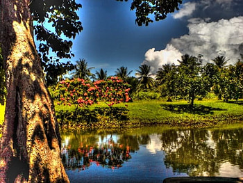 Fantasy Field, bay, environement, lake, reflection, field, love, clouds, trees, nature, sky HD wallpaper
