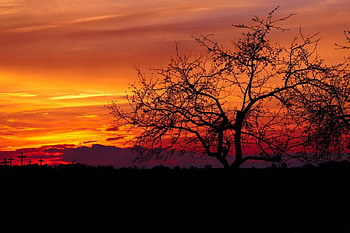 Sunset, branches, nature, tree HD wallpaper