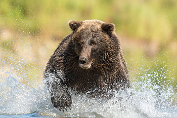 Grizzly Bear, Daisy Gilardini graphy, Stunning bear , Nature's beauty HD wallpaper