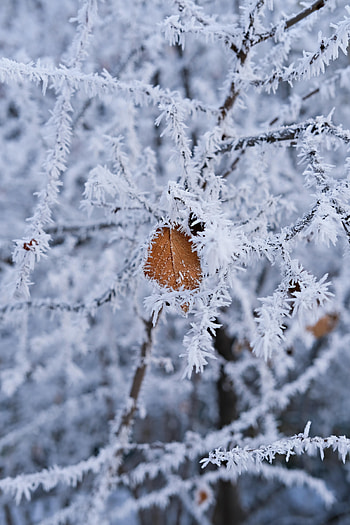 Winter, Macro, Branch, Frost, Hoarfrost, Leaflet HD phone wallpaper
