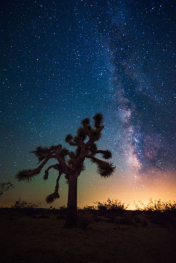 Joshua Tree, Out on a limb, Amazing , Captivating graphy HD phone wallpaper