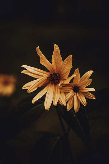 Flowers, Flower, Petals, Bloom, Flowering HD phone wallpaper