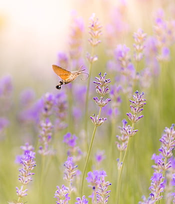 A hummingbird moth hovering over blooming lavender in a sunlit garden. HD phone wallpaper