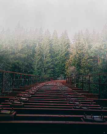 Trees, Miscellanea, Miscellaneous, Forest, Fog, Bridge HD phone wallpaper