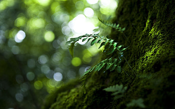 Nature, Leaves, Macro, Wood, Tree HD wallpaper