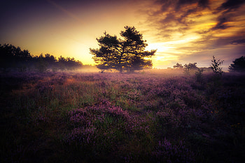 Lavender Field Tree, nature, tree, lavender, landscape, fields, flowers HD wallpaper
