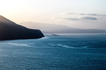 Calm Ocean Bird Flying Over , ocean, nature HD wallpaper