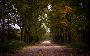 Explore a tranquil forest pathway with vibrant fall foliage and inviting scenery. HD wallpaper