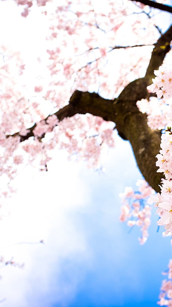 May Background, Tree Background, sky HD phone wallpaper