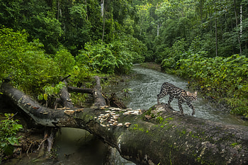 Ocelot, Wildlife on the highway, Natural history museum, Breathtaking sight HD wallpaper