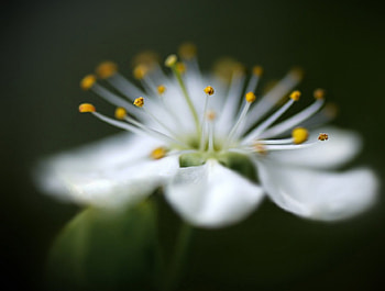 White Flower, white, amazing, one, flower HD wallpaper