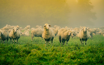 Sheep computer , Stunning visual backgrounds, Perfect for s, High-quality HD wallpaper
