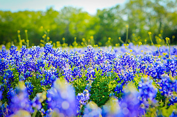 Bluebonnet, Texas, Springtime beauty, Wildflower fields HD wallpaper