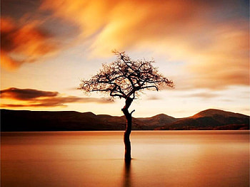 Tree in Lake, , beautiful, lake, sunset, tree HD wallpaper