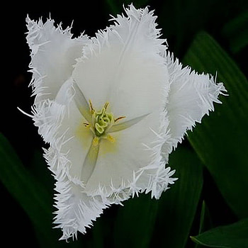 tulip, white, spring, flower HD wallpaper