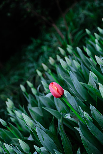 Flowers, Bloom, Flowering, Spring, Tulip HD phone wallpaper