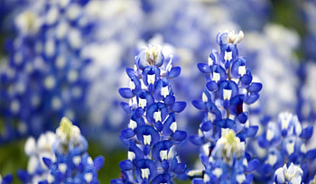 Bluebonnet, Beautiful , Stunning , Vibrant colors HD wallpaper