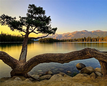Tree with a View, trunk, trees, mountains, water, rocks, lake HD wallpaper
