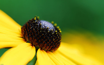 Flower, Macro, Shine, Light, Color, Stamens, Pistils, Pestics HD wallpaper