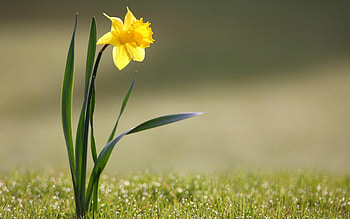Daffodil , Nature HD wallpaper