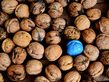 Food, Paint, Shell, Walnuts HD wallpaper