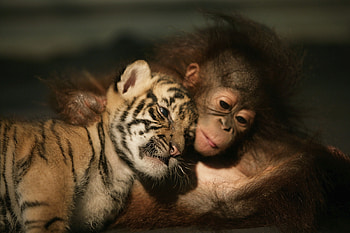 Animals, Tiger, Friends, Tiger Cub, Orangutan HD wallpaper