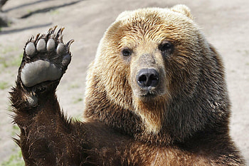Bear , Animal HQ, , Stunning visuals HD wallpaper