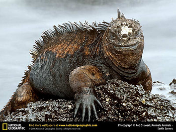Marine Iguana , lizards, reptiles, iguanas, animals HD wallpaper