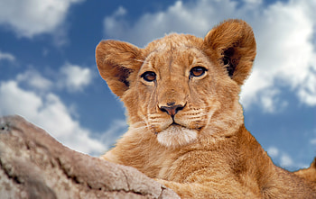 Lion Predator , lion, animals, predator HD wallpaper
