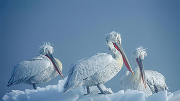 Pelicans, animal, bird, snow HD wallpaper