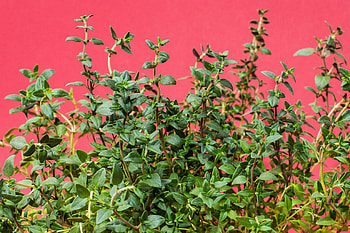 Real thyme flower, Fragile beauty, Kitchen herb, Delicate botanical charm HD wallpaper