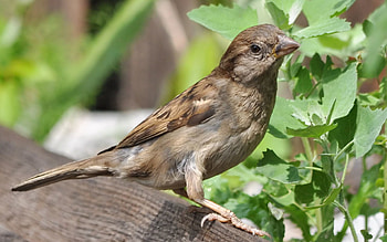 Animals, Summer, Bird, Sparrow, Ptah HD wallpaper