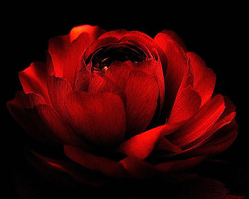Red rose, nature, flowers, roses, red HD wallpaper