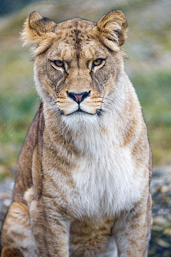 Animals, Predator, Big Cat, Sight, Opinion, Lioness HD phone wallpaper
