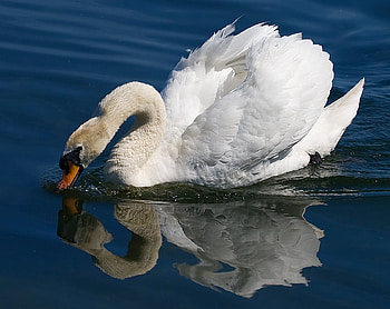 drinking, animal, white, duck, reflection, swan, water HD wallpaper