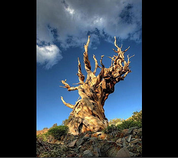 DEAD TREE, dry, old, clouds, sky, spooky, dead, tree HD wallpaper