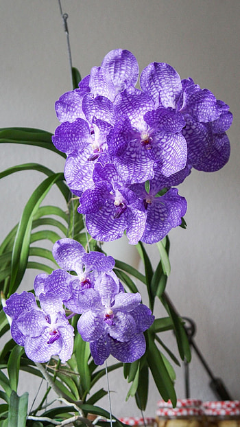 Vanda Orchid, Blue, Flowers HD phone wallpaper