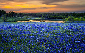 Texas Bluebonnets, wildflowers, landscape, flowers, sunset, pond, lake, usa HD wallpaper