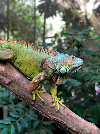 Animals, Wood, Tree, Reptile, Scale, Scales, Iguana HD phone wallpaper