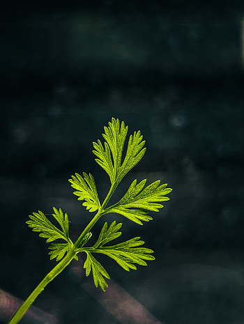 Single, nature, plant, leaf, Pixel HD phone wallpaper